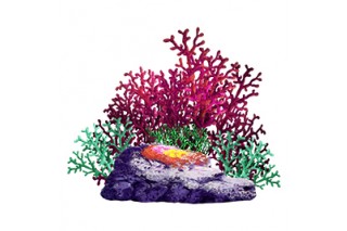 산호초 02