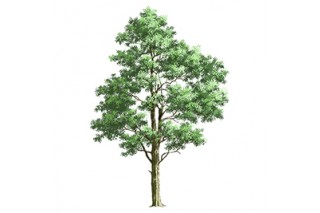 나무 31