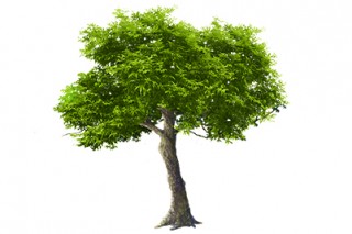 나무 62