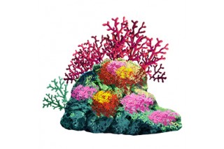 산호초 03