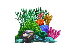 산호초 05