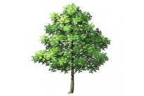 나무 29